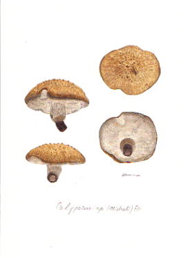 Polyporus sp.